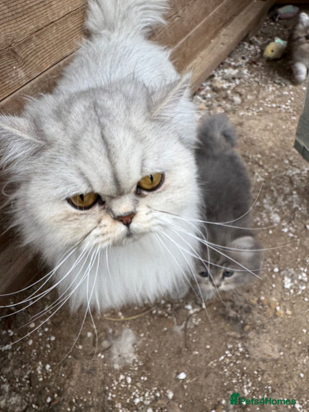 Persian cats for sale: Stunning chinchilla Persian kittens - Image 9