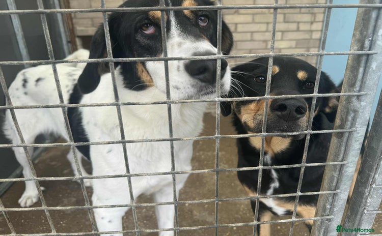 Mixed Breed dogs - Advert 2