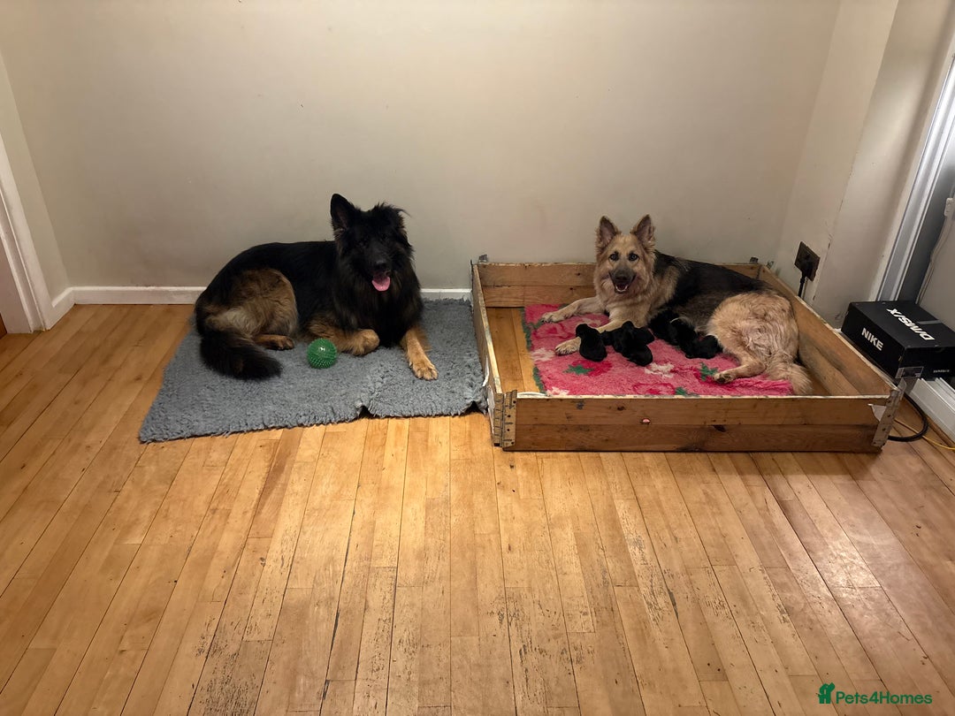 German Shepherd dogs for sale: 3 beautiful chunky boys  - Advert 3