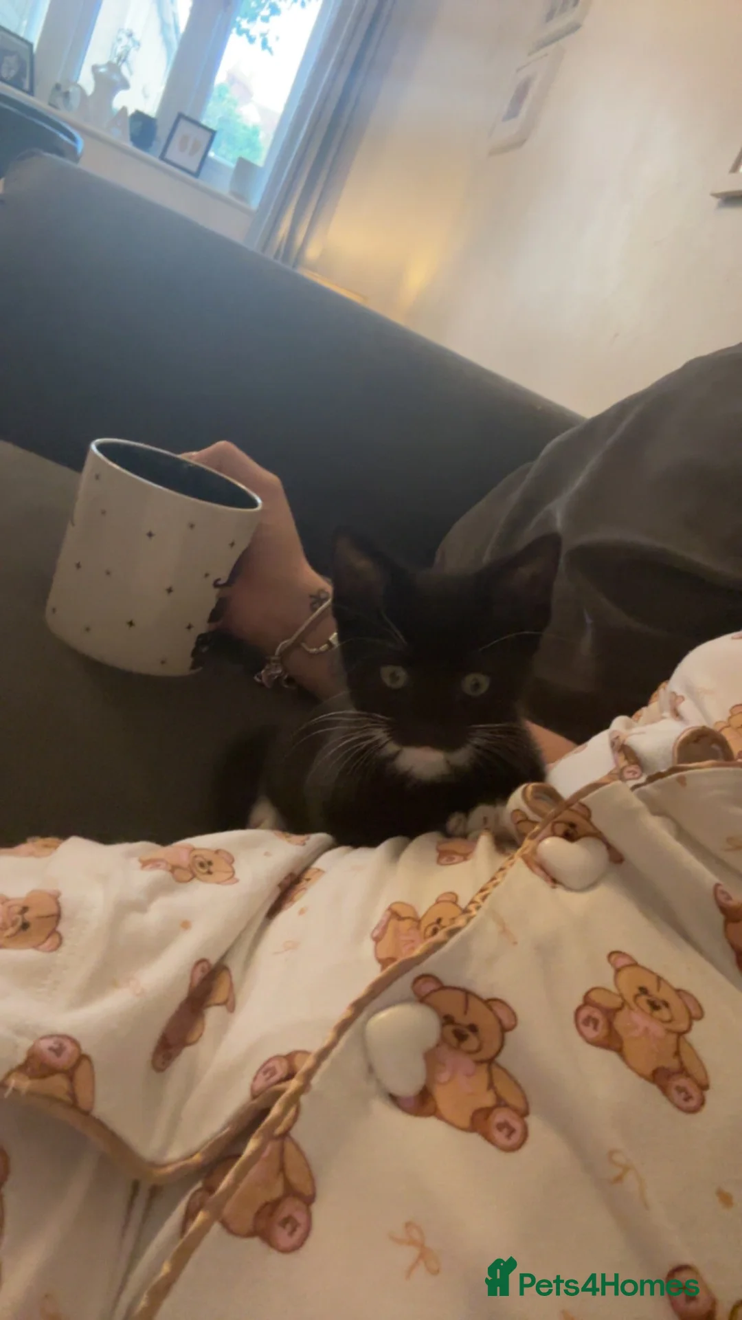 Domestic Shorthair cats for sale: Black and white kitten  - Advert 4