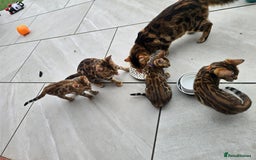 Bengal cats for sale: Stunning bengal kittens READY NOW - Image 5