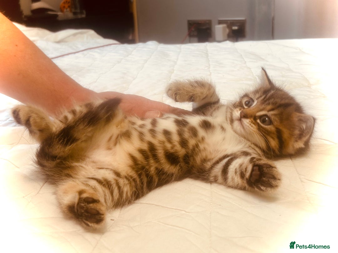 Persian cats for sale: Unique Persian cross kittens .  - Image 19