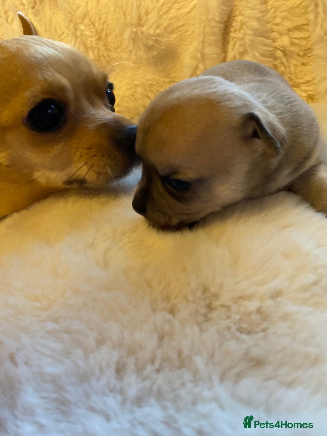 Chihuahua dogs for sale: Stunning Chihuahuas  - Advert 15
