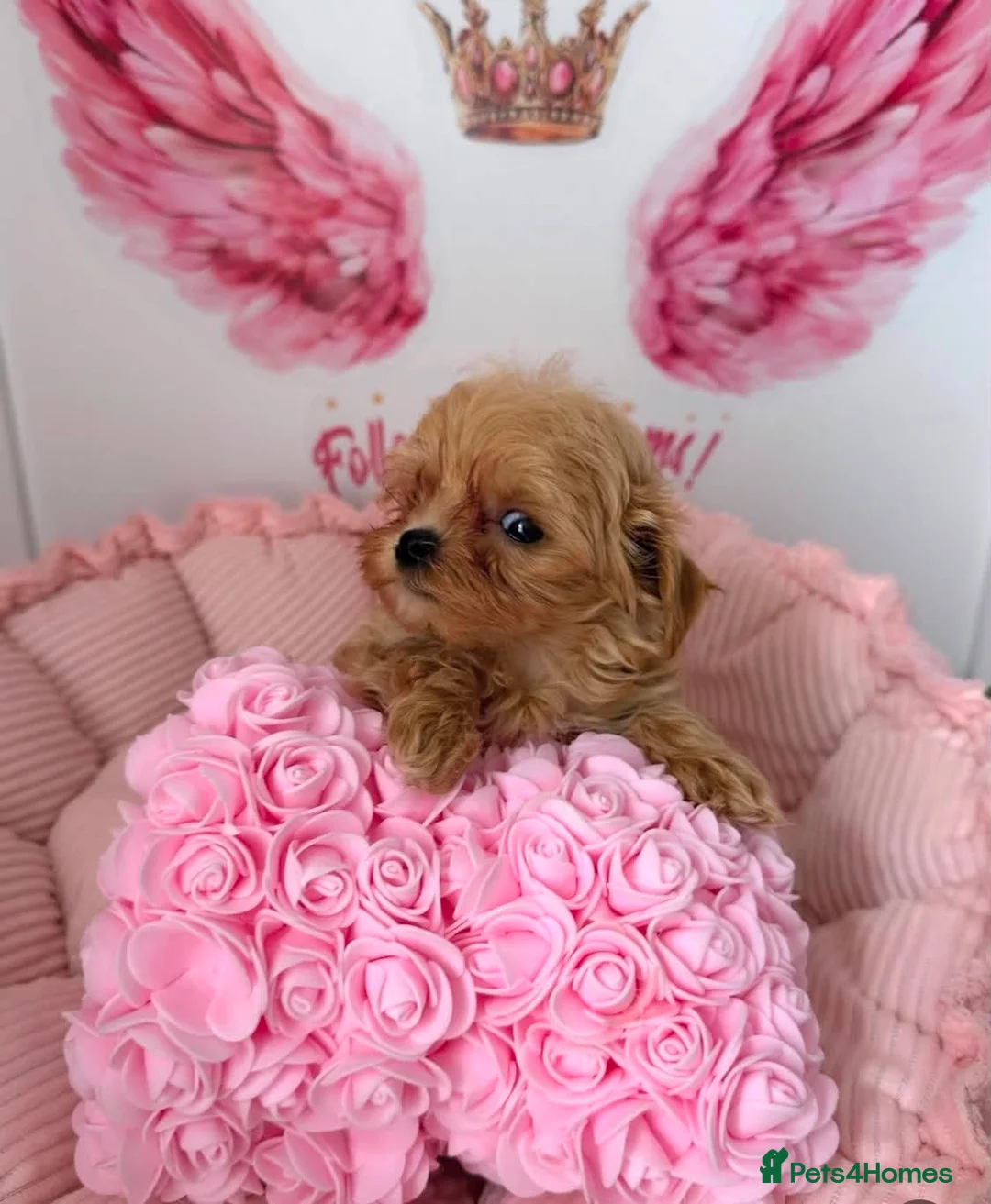 Maltipoo dogs for sale: Unique Love -Tiny Asian Maltipoo  - Advert 1