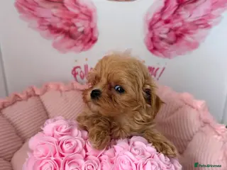Maltipoo dogs Unique Love -Tiny Asian Maltipoo - Advert 10