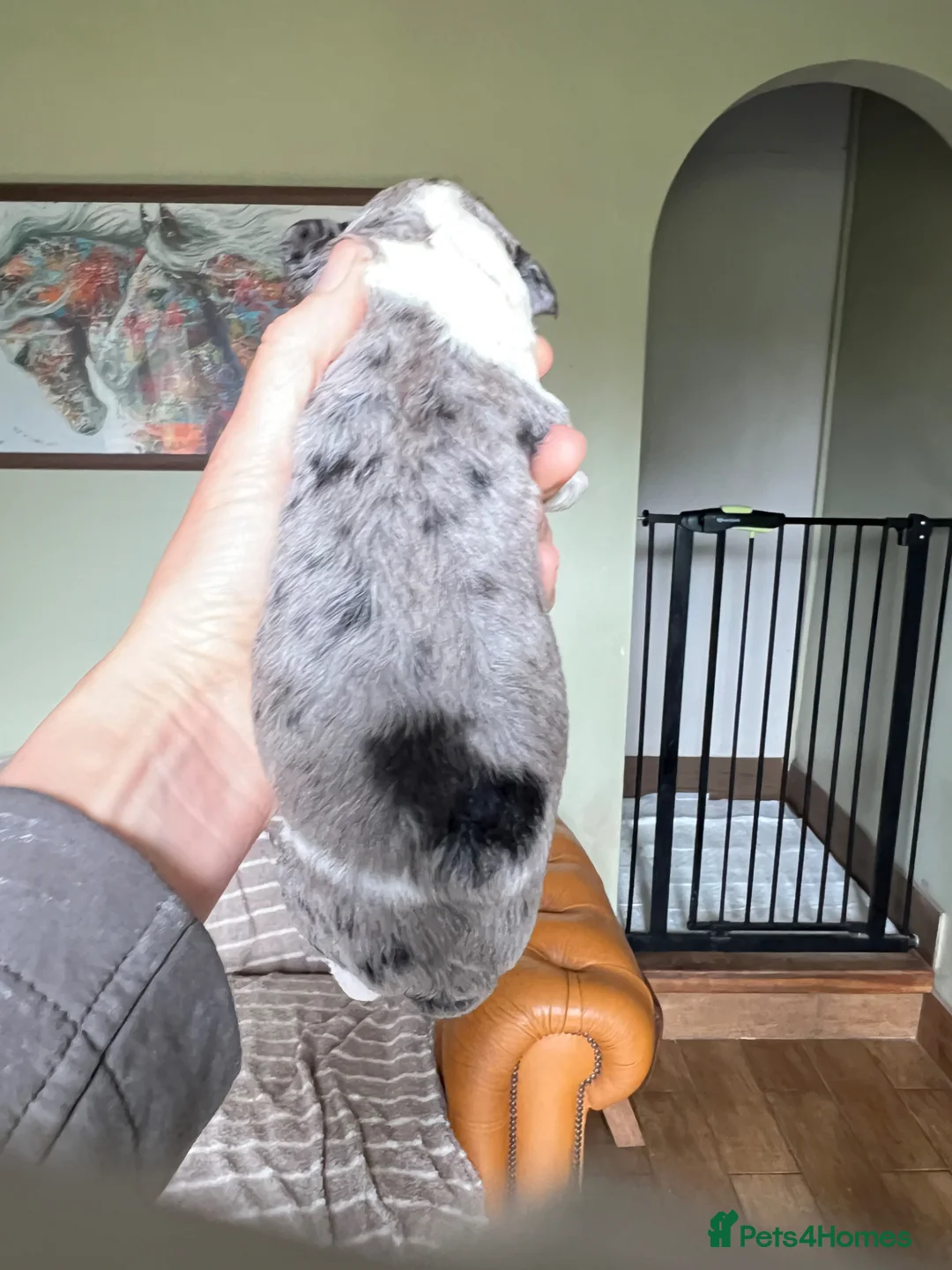 Bordoodle dogs for sale: Bordoodle, extensive tests ,full refund guarantee  - Advert 2