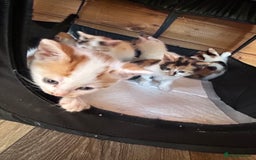 Mixed Breed cats for sale: Baby kittens for sale - Image 17