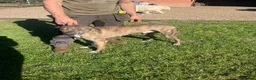 Mixed Breed dogs for sale: Border collie x lurcher puppies merle - Advert 8