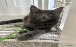 Russian Blue cats for sale: Charming Blue Boys - Image 4