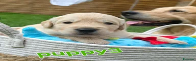 Puppy 3 Green
