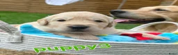 Golden Retriever dogs for sale: 5* Golden Retriver puppies - Advert 36