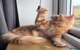 Mixed Breed cats for sale: Ginger Male Ragdoll - Image 3