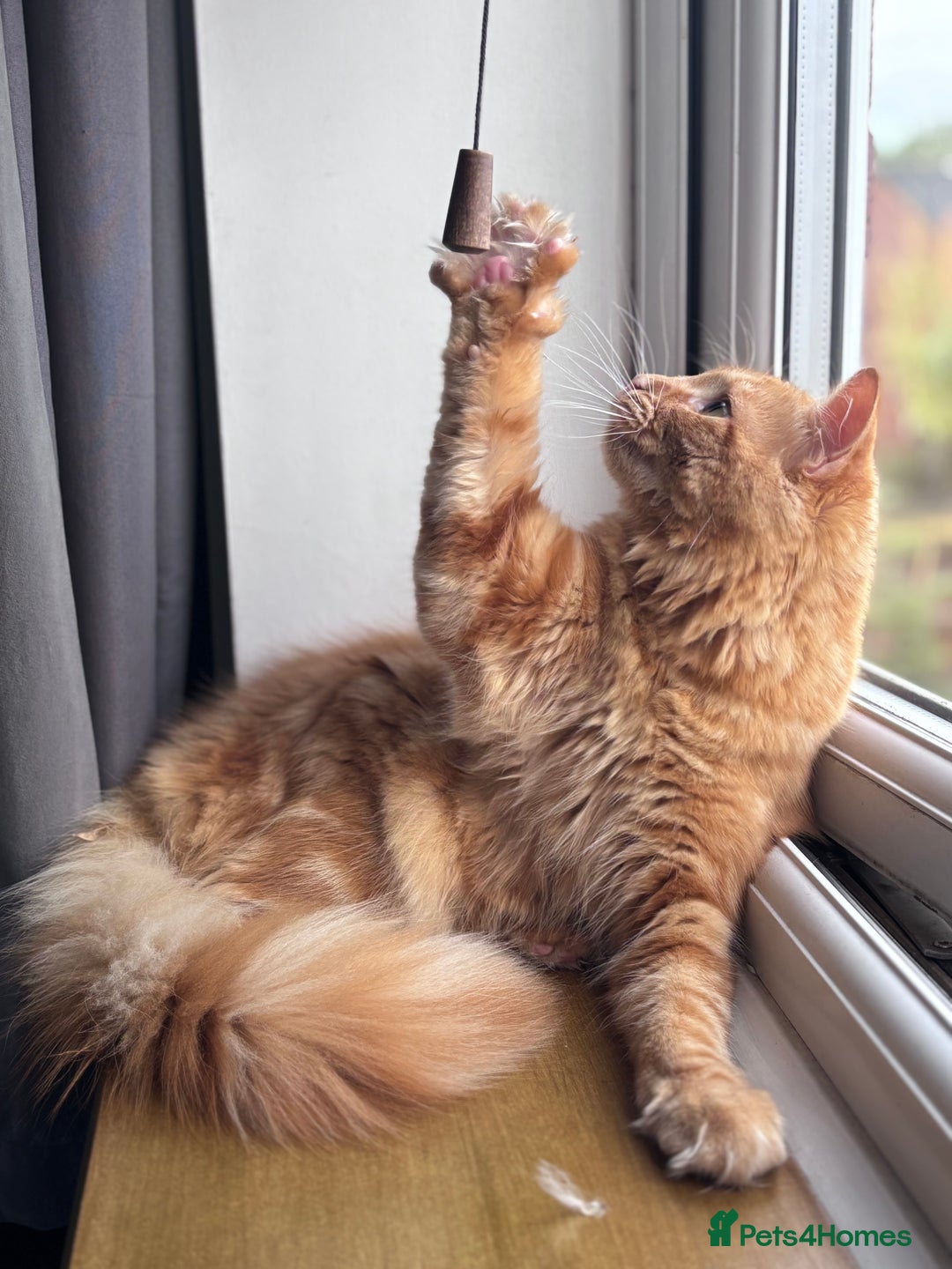 Mixed Breed cats for sale: Ginger Male Ragdoll - Image 3