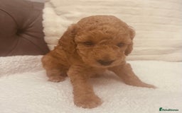 Toy Poodle dogs for sale: Toy poodle puppies - Image 2
