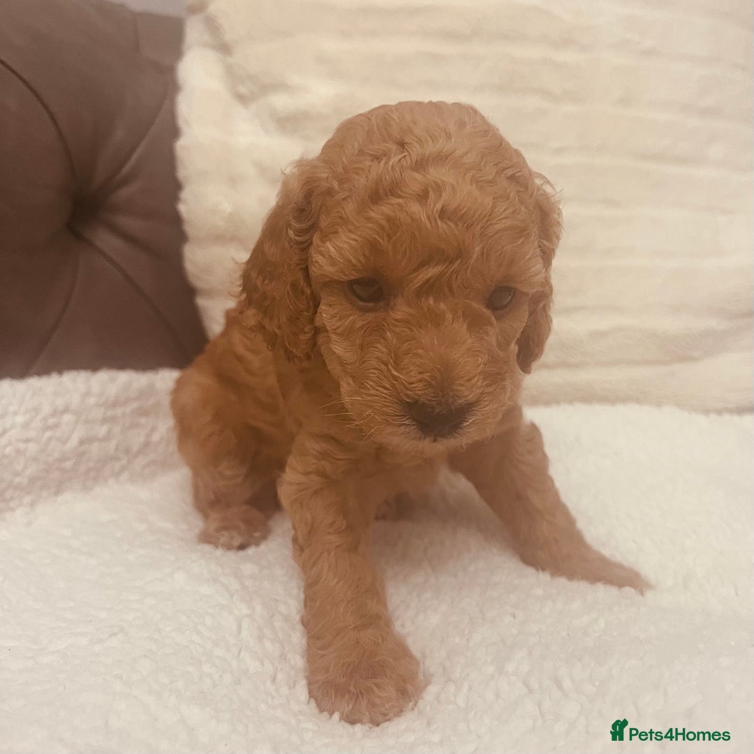 Toy Poodle dogs for sale: Toy poodle puppies - Image 2