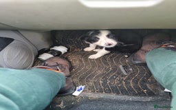Mixed Breed dogs for sale: Working like border collie x Welsh collie - Image 1