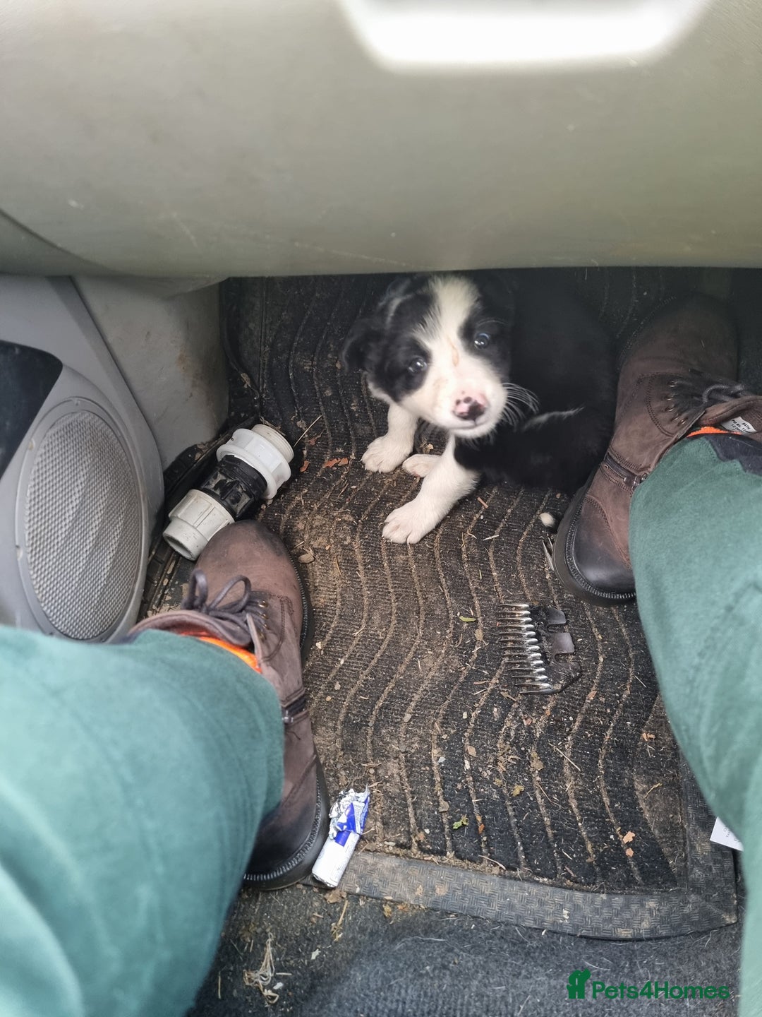 Mixed Breed dogs for sale: Working like border collie x Welsh collie - Image 1