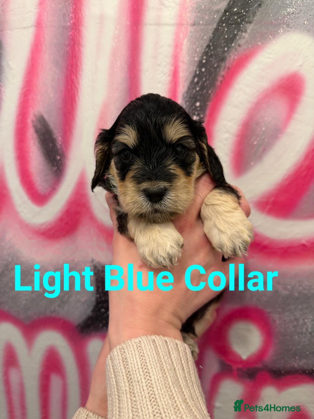 Cockapoo dogs for sale: *STUNNING F1 COCKAPOO PUPPIES* - Advert 15