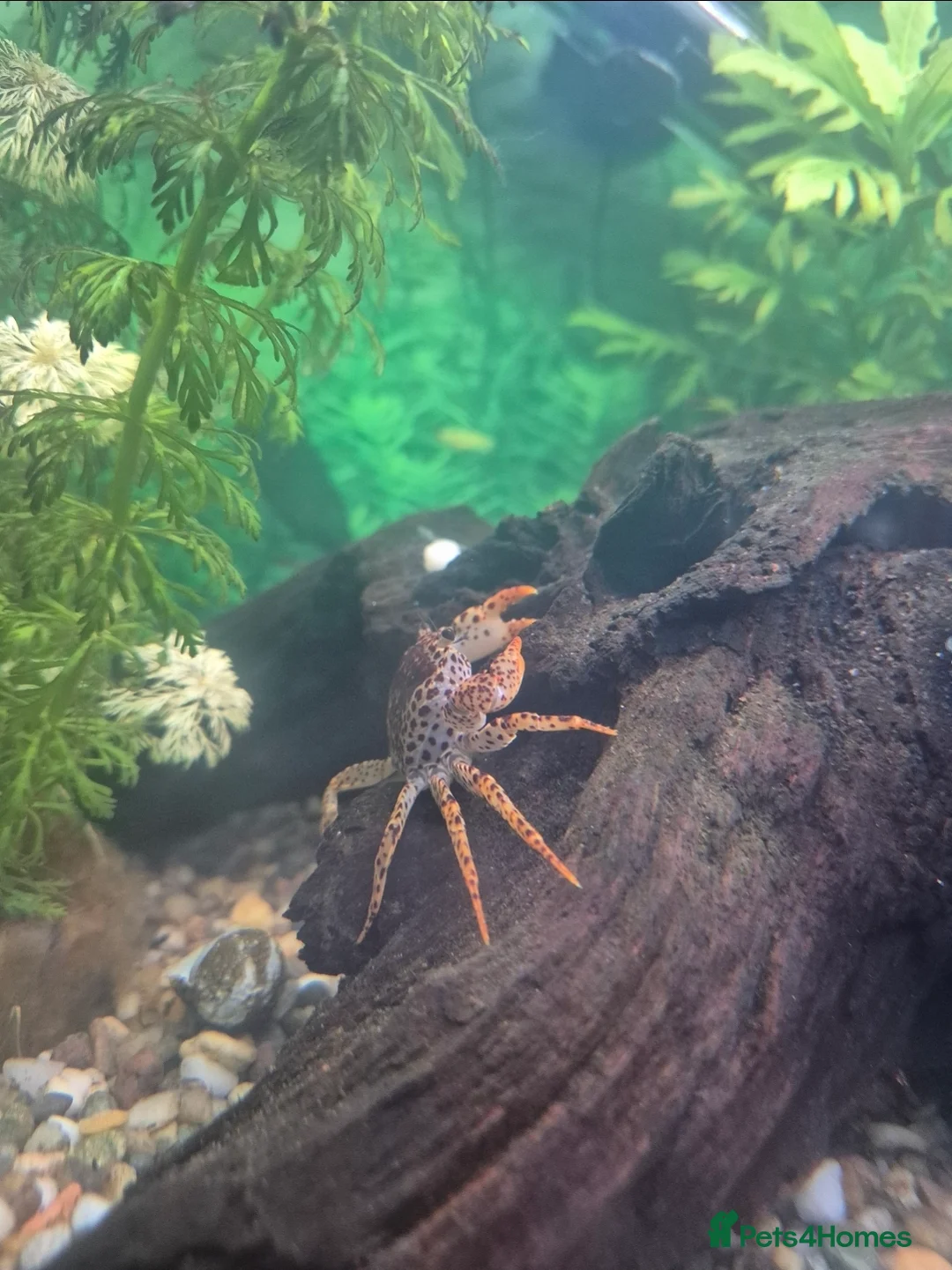 Crabs fish for sale: Free Panther Crabs x2 - Advert 2