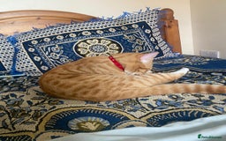 Mixed Breed cats for sale: 🐱 Playful & Loving Ginger Cat – 2 Years - Image 2