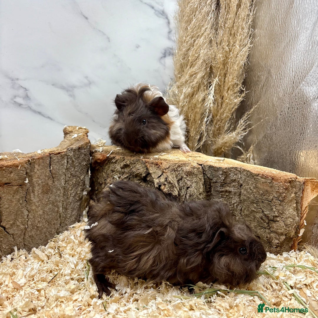 Guinea Pig rodents for sale: Baby Lunk guinea pigs available 💗 - Image 5
