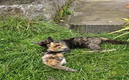Mixed Breed cats for sale: Gorgeous kittens for sale - Image 3