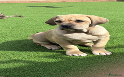 Cane Corso dogs for sale: Cane Corso puppies  - Image 14