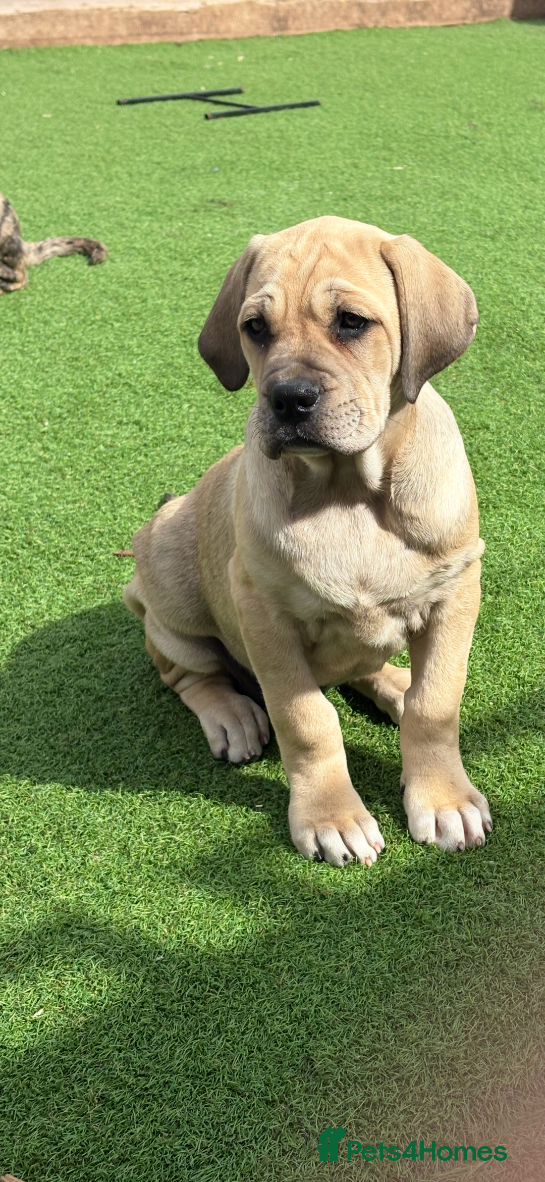 Cane Corso dogs for sale: Cane Corso puppies  - Image 14