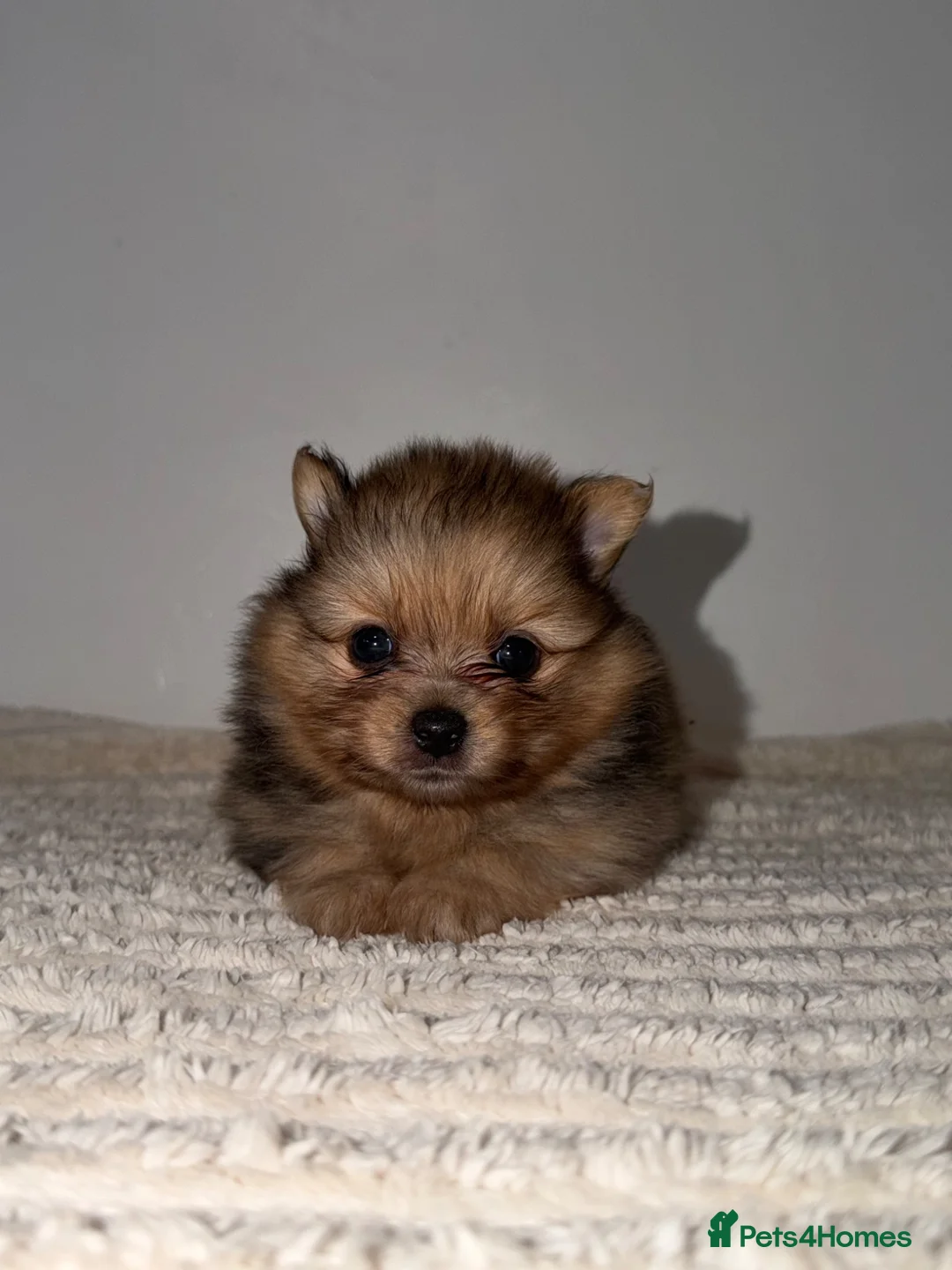 Pomeranian dogs for sale: 🐶✨  **  Russian Merle Pomeranian Puppies ✨ 🐶 in Southport - Advert 2