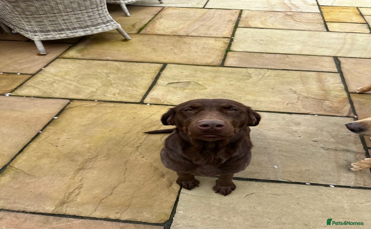 Labrador Retriever dogs Stunning Chunky Labrador Puppies  - Advert 1