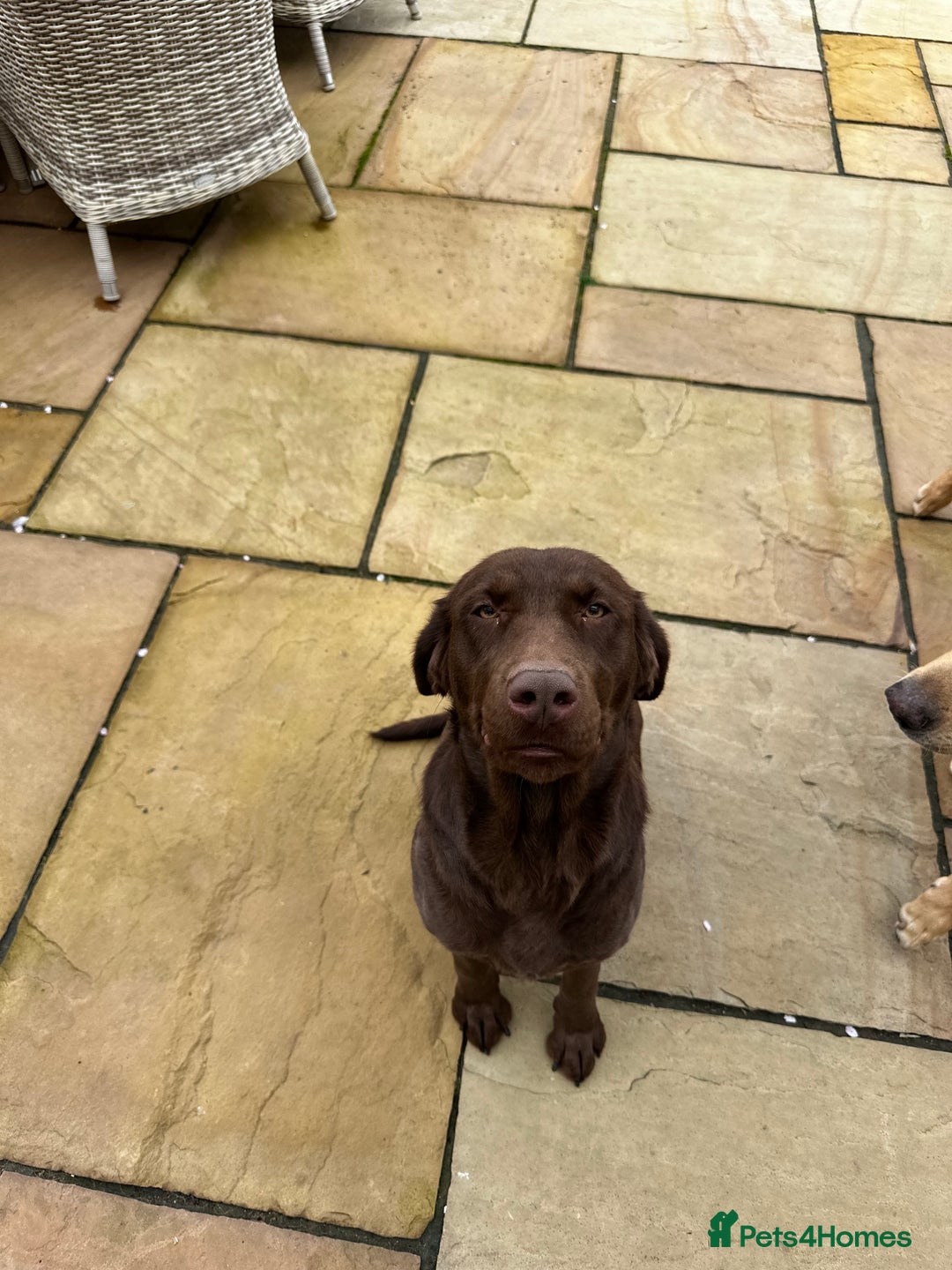 Labrador Retriever dogs for sale: Last Black Girl Available  - Advert 4