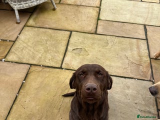 Labrador Retriever dogs Stunning Chunky Labrador Puppies - Advert 6