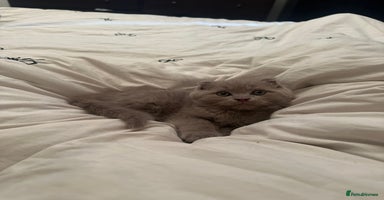 Ragdoll cats - Advert 1