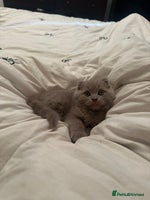 Ragdoll cats - Advert 6