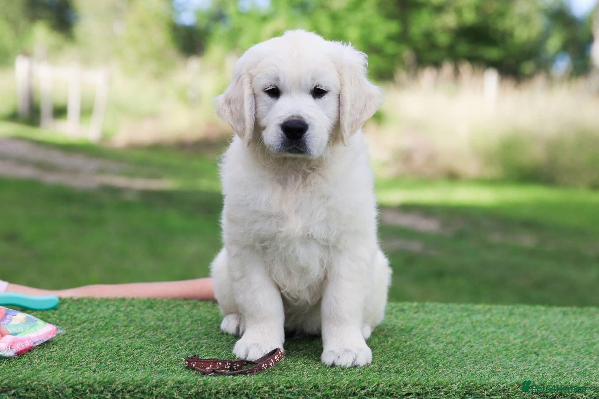 Golden Retriever dogs Beautiful KC Registered golden retriever puppies - Advert 2