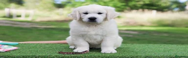 Golden Retriever 2