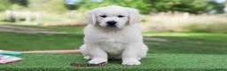 Golden Retriever dogs for sale: Beautiful KC Registered golden retriever puppies - Advert 3