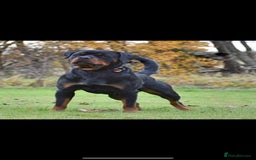 Rottweiler dogs for sale: KC Registered Rottweiler Puppies - Image 10