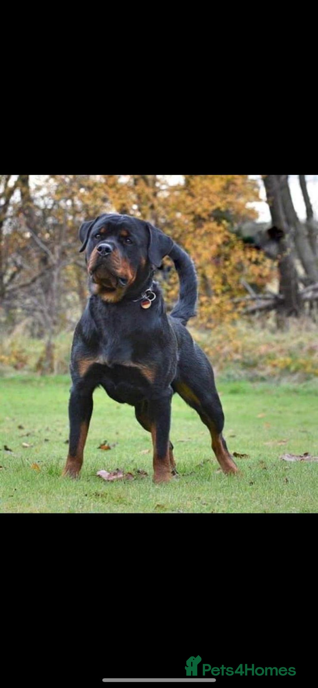 Rottweiler dogs for sale: KC Registered Rottweiler Puppies - Image 10