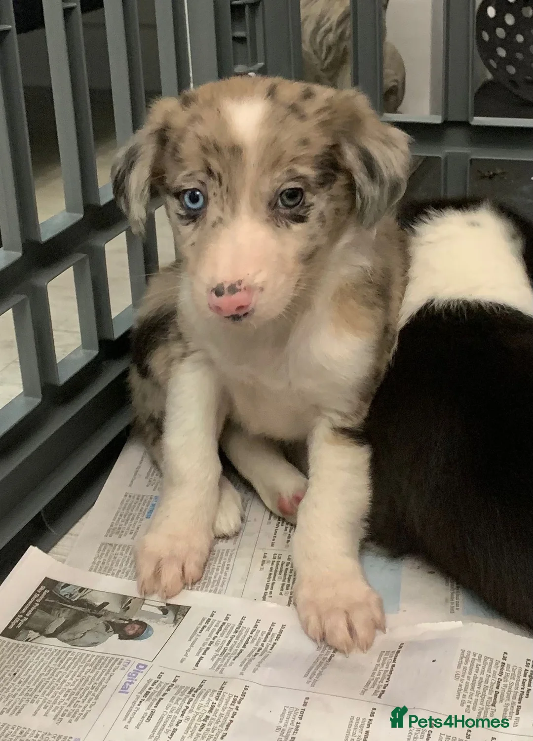 Mixed Breed dogs for sale: Old style Lurcher puppies - Advert 7