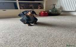 Miniature Dachshund dogs for sale: AVAILABLE NOW! Little Legs & Big Hearts - Advert 16