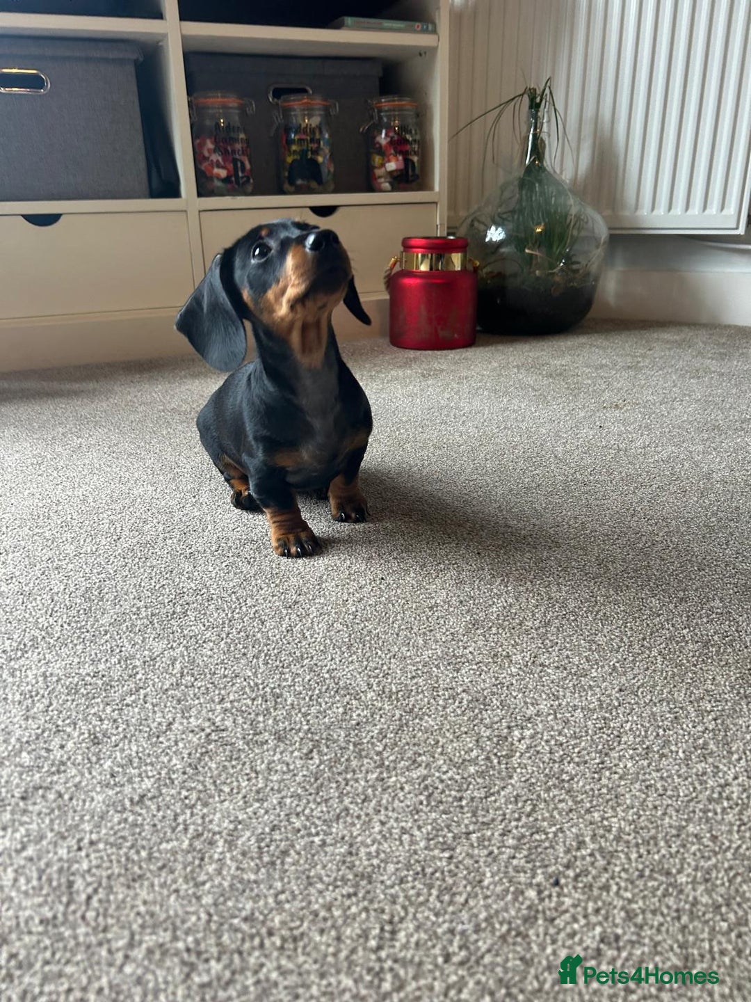 Miniature Dachshund dogs for sale: AVAILABLE NOW! Little Legs & Big Hearts - Advert 16