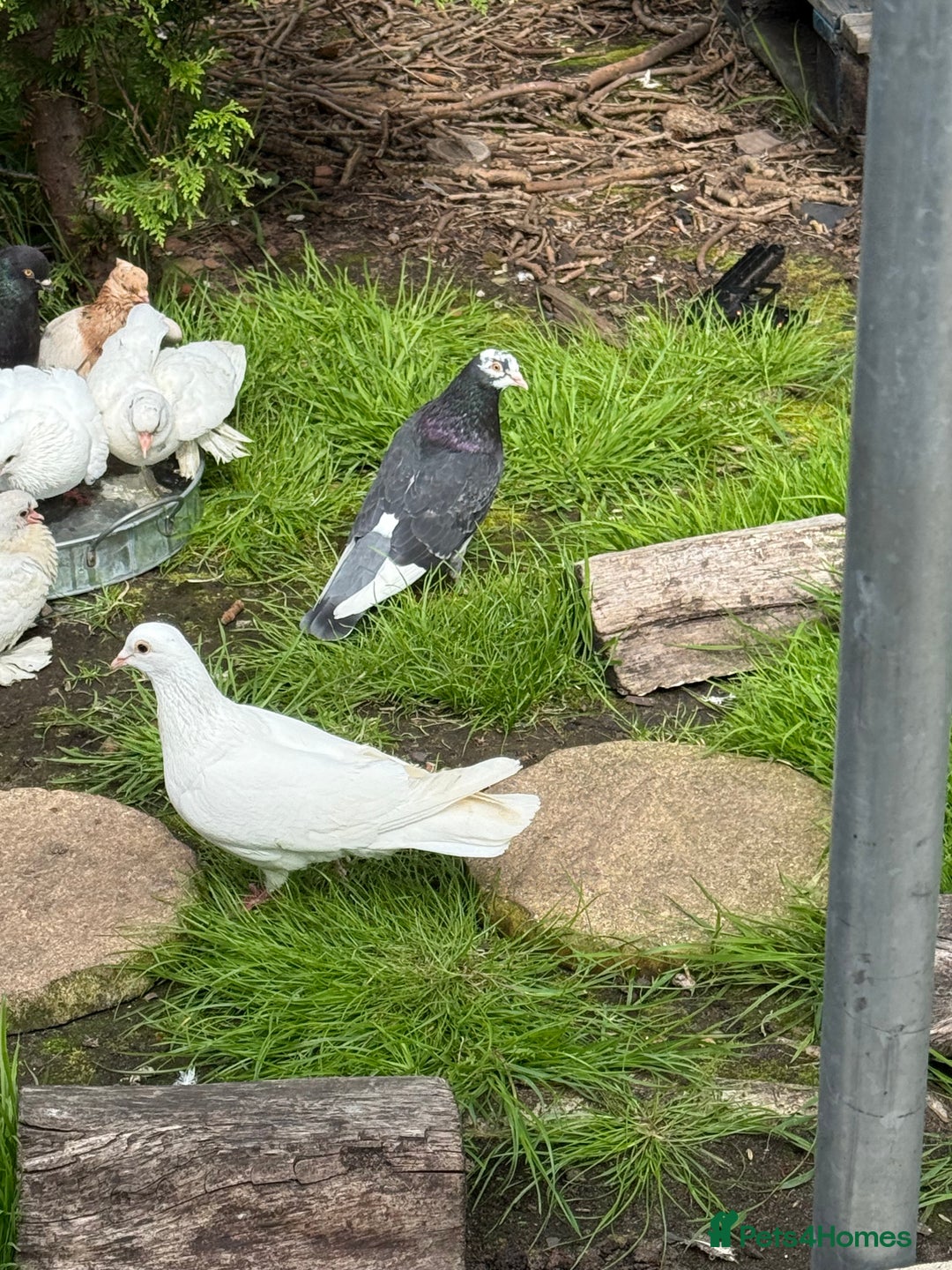 Doves birds for sale: Piegons  - Image 9
