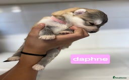 Shepsky dogs for sale: 7 beautiful Shepsky puppy’s available 🫶🏼 - Image 7