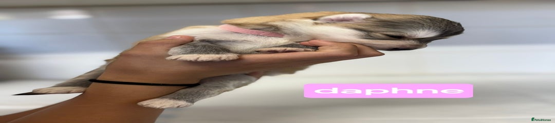 Shepsky Puppy 6