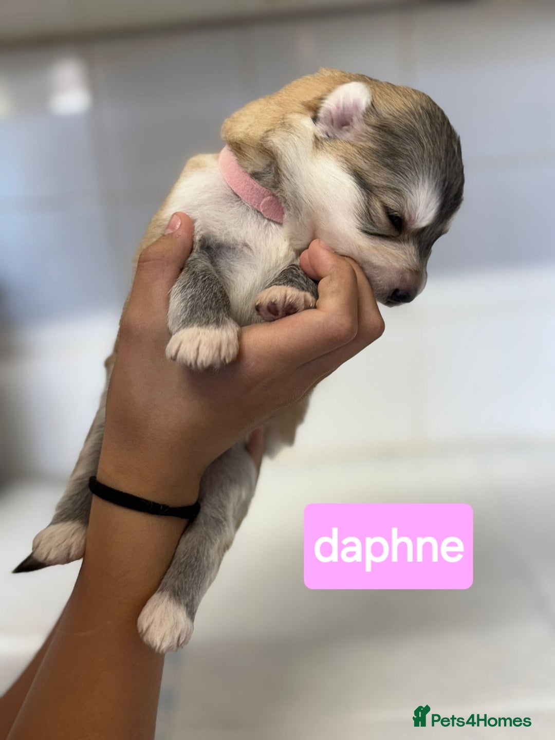 Shepsky dogs for sale: 7 beautiful Shepsky puppy’s available 🫶🏼 - Image 7