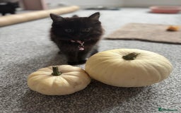 Mixed Breed cats for sale: 2 black half ragdoll kittens - Image 1