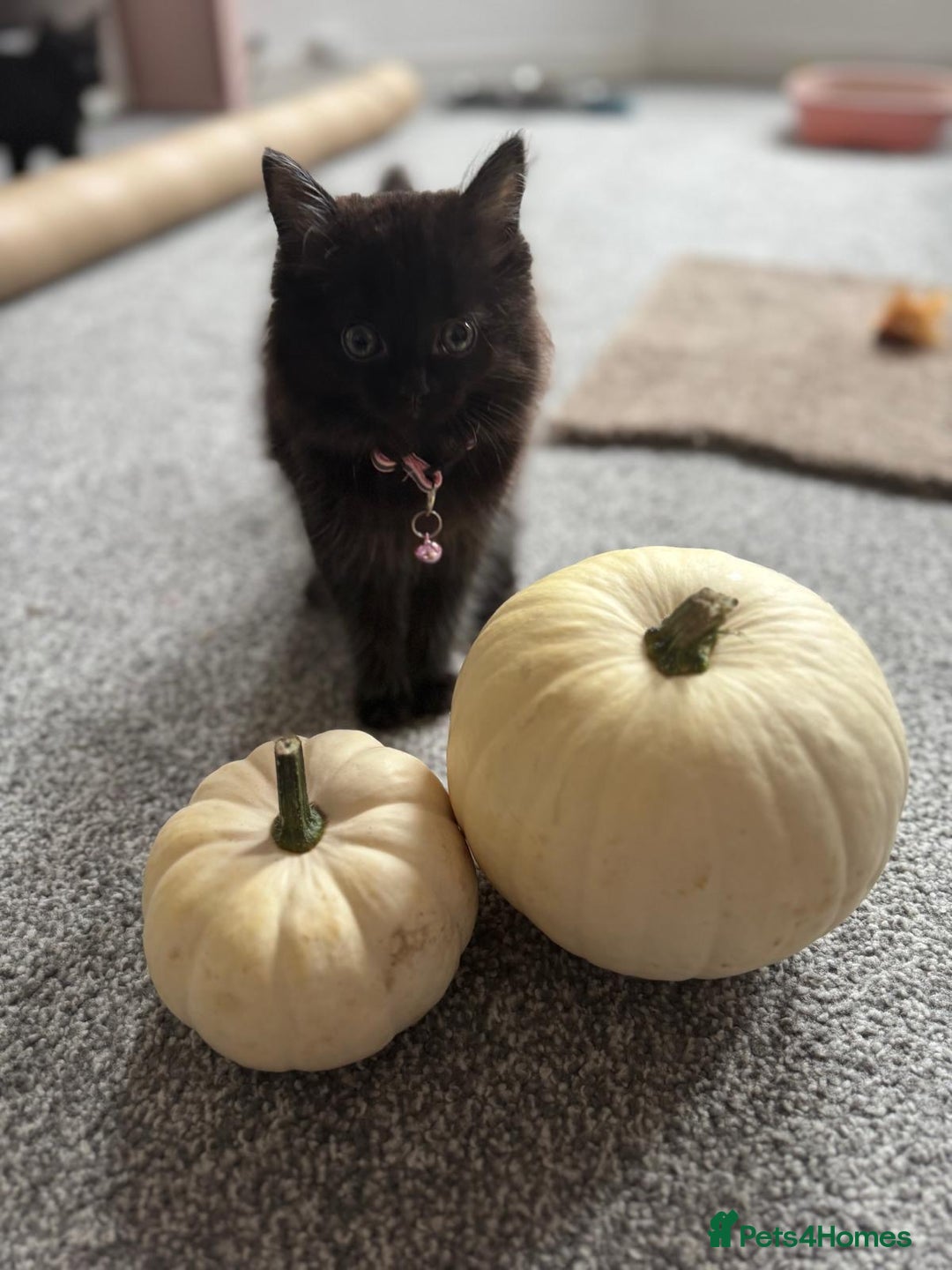 Mixed Breed cats for sale: 2 black half ragdoll kittens - Image 1