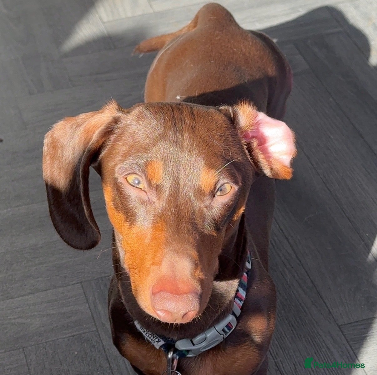 Miniature Dachshund dogs CHOCOLATE & TAN MINIATURE DACHSHUND — ROLO  - Advert 2