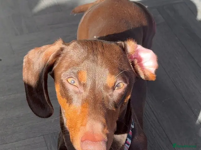 Miniature Dachshund dogs for stud: CHOCOLATE & TAN MINIATURE DACHSHUND — ROLO - Advert 2